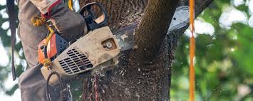 How Our Tree Care Process Works  in  Warsaw, VA