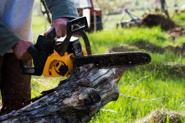 Best Hazardous Tree Removal  in Warsaw, VA