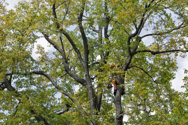 Best Tree Disease Treatment  in Warsaw, VA